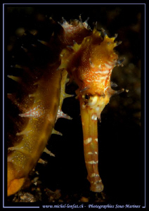 A Long-snouted seahorse met in the waters of Lembeh.... Q... by Michel Lonfat 